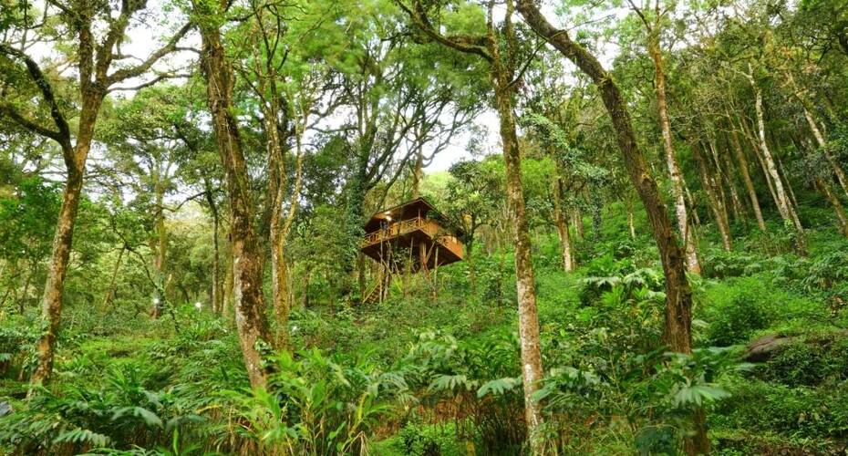 7 Springs Plantation Resorts, Munnar 3